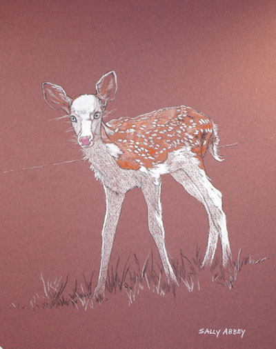 Piebald Fawn